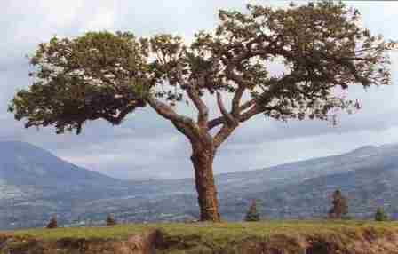 Tree in front of valley